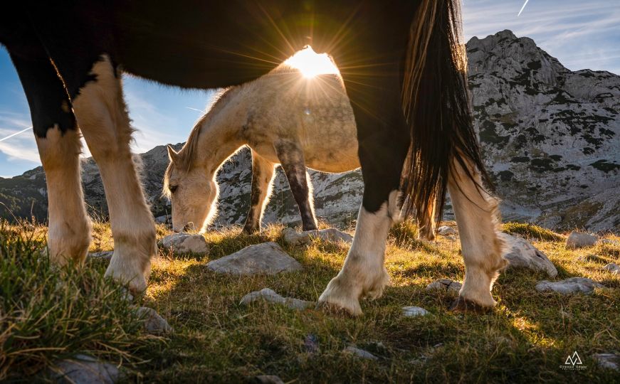 Od izumiranja do opstanka: Povratak bosanskog brdskog konja, čuvara tradicije i duha Bosne