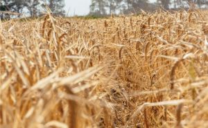 Maslac skuplji nego ikad: FAO indeks cijena porastao u junu uprkos pojeftinjenju žitarica i šećera