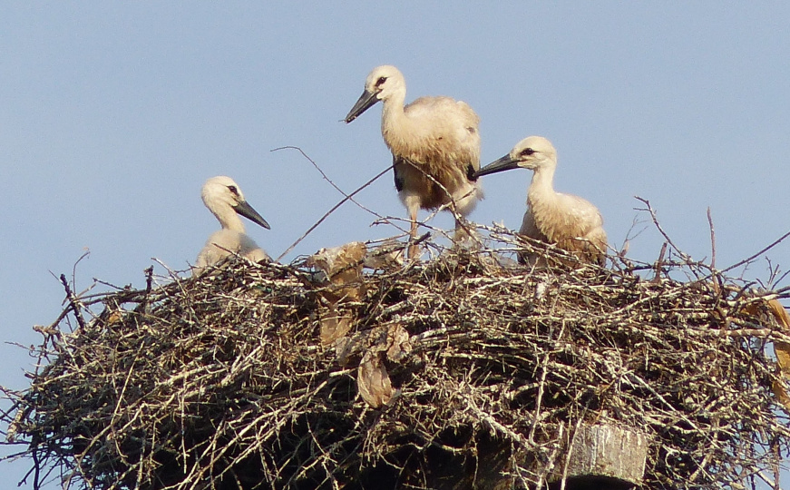 Birds of Sarajevo objavio sjajne vijesti: Gnijezdo roda u Hrasnici bogatije za tri nova člana