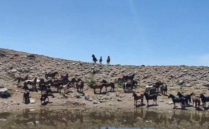 Priroda bez filtera: Zemaljski muzej snimio divlje konje u srcu Lebršnika