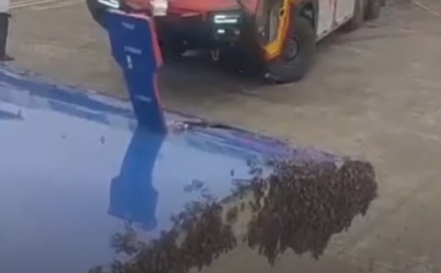 Nesvakidašnji prizor: Roj pčela zaustavio polijetanje aviona u Indiji