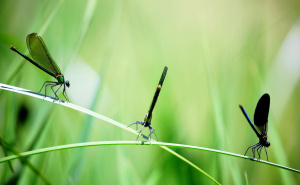 Velike vrućine donose probleme sa insektima: Prirodno i efikasno rješenje za tjeranje mušica