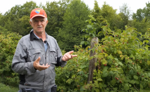 Visoke cijene na tržištu: Namik iz BiH uzgaja maline vrijedne 5.000 eura