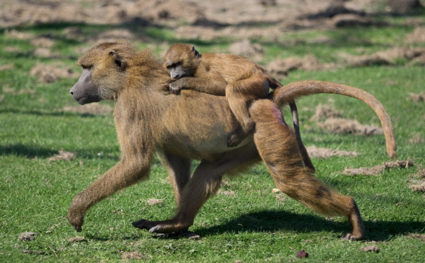 Šokantna odluka zoološkog vrta: Polovina majmuna pred eutanazijom zbog "prenapučenosti"!