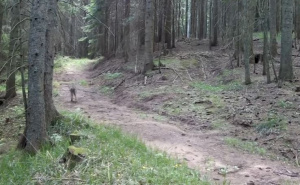 Vuk snimljen na području Skakavca, pogledajte video