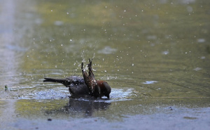 Oglasio se BH Meteo: Stiže nam hladna fronta, pa novi toplotni talas i temperature do 40°C