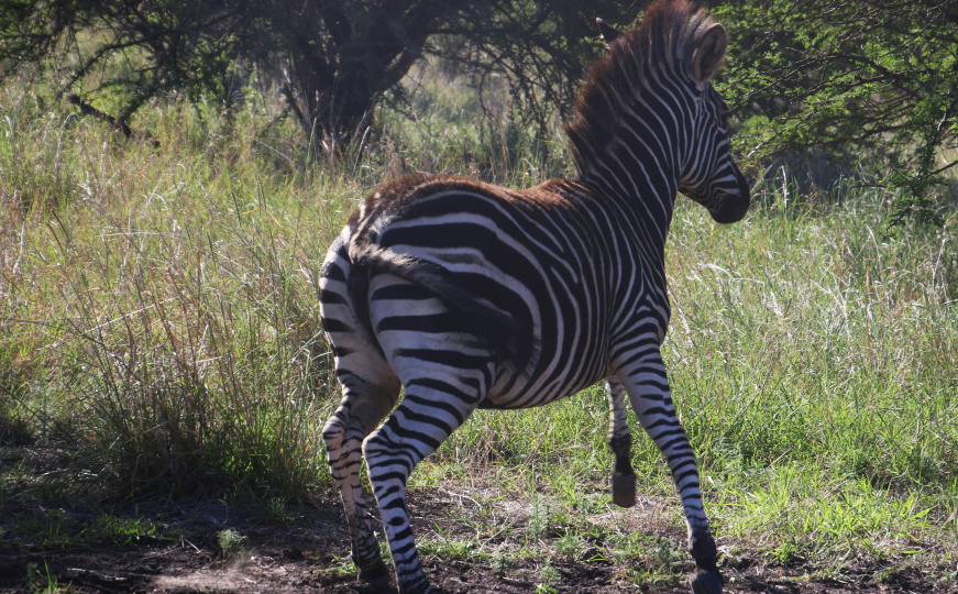 Zebra pobjegla iz Zoo vrta u Beogradu: Povrijeđeni muškarac i dijete (2)