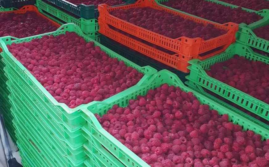 Suša ugrozila berbu malina u BiH: Prinosi pali za trećinu
