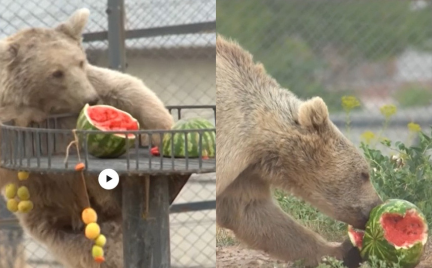 Spašeni iz pakla: Medvjedi više neće patiti u skučenim kavezima, dobili novi dom