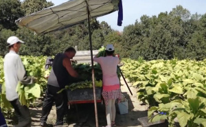 Počela berba duhana u Semberiji: Kvalitet iznenađujuće dobar uprkos suši