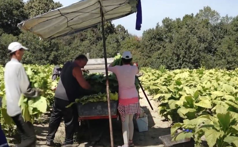 Počela berba duhana u Semberiji: Kvalitet iznenađujuće dobar uprkos suši