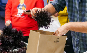 Neugodni susreti: Šta učiniti ako nagazite na morskog ježa