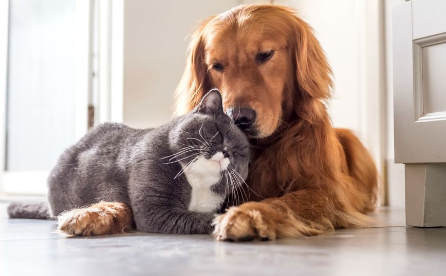 Jednostavna metoda: Evo kako najbrže možete provjeriti da li vaš kućni ljubimac ima buhe