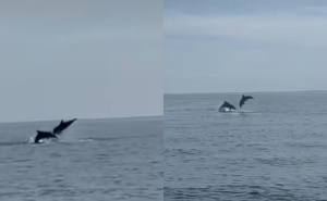 Prelijepi prizori na Jadranu: Jato dupina oduševilo turiste, izvodili su akrobacije u moru