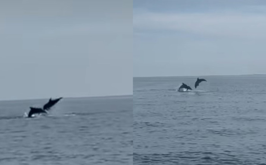 Prelijepi prizori na Jadranu: Jato dupina oduševilo turiste, izvodili su akrobacije u moru