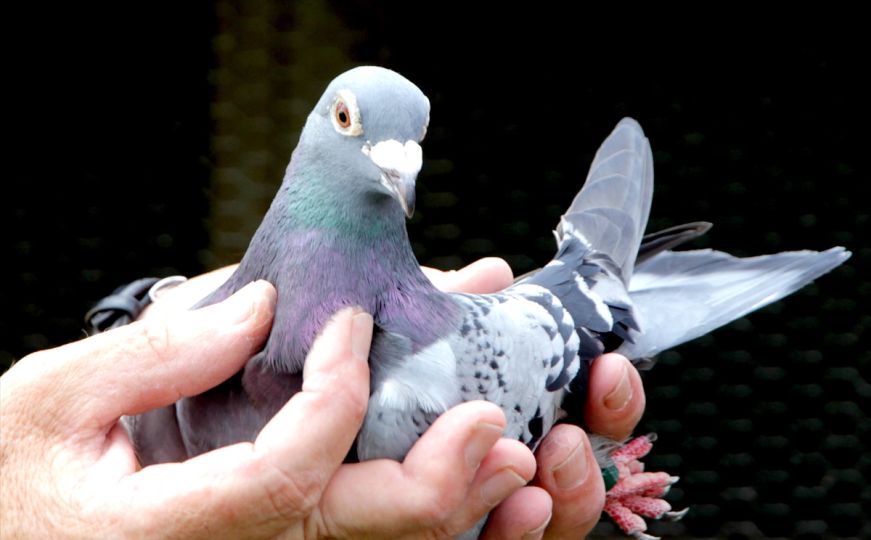 Otjerajte golubove iz svog dvorišta za par trenutaka: Evo šta trebate uraditi