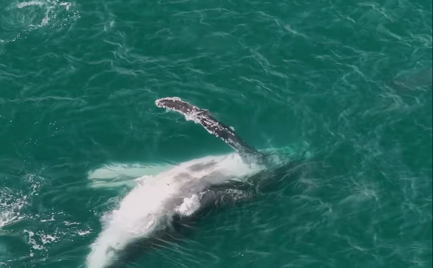 Snimak ostavlja bez daha: Ogromni kit zalutao u plićak, u pomoć mu pristigli neočekivani pomagači