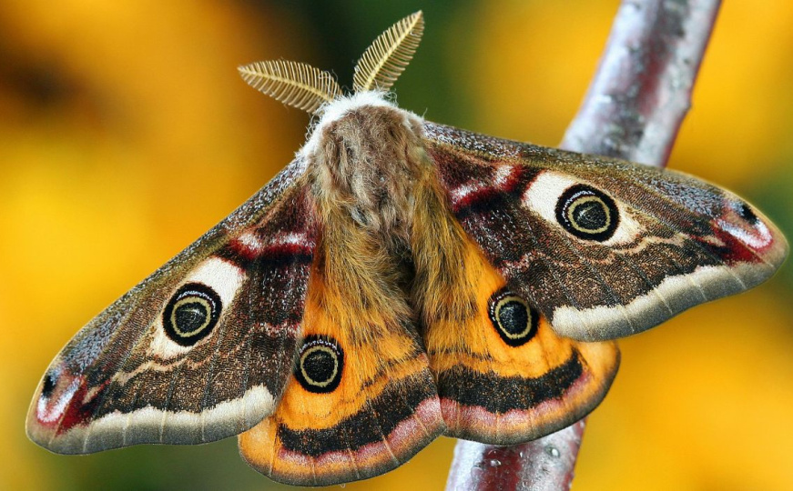 Moljci vam stvaraju probleme: Ovo je najbolji način da se zaštitite