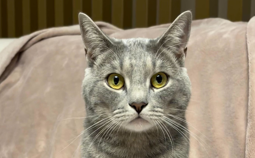 Koliko dugo mačke mogu biti ljute? Evo šta trebate znati o njihovom pamćenju