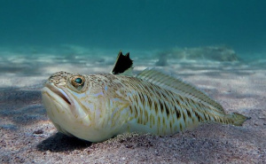 Pazite gdje gazite! Jedna od otrovnijih riba Jadrana nalazi se u plićaku, a evo šta trebate znati