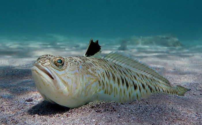 Pazite gdje gazite! Jedna od otrovnijih riba Jadrana nalazi se u plićaku, a evo šta trebate znati