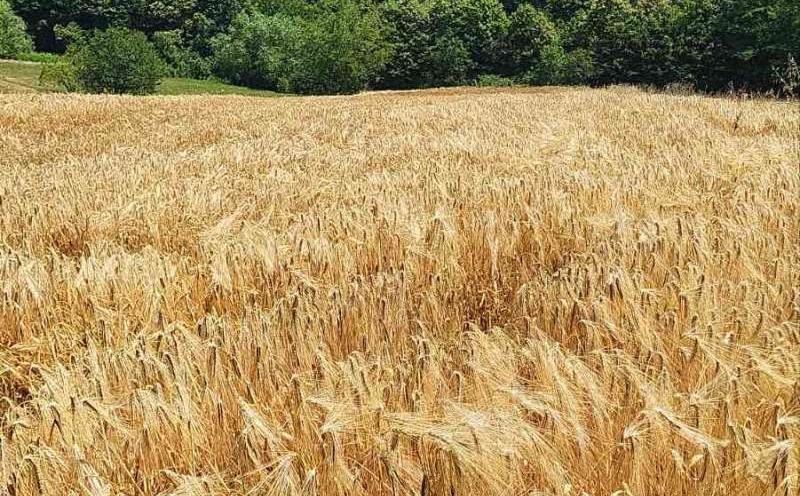 Farmeri na rubu: Zbog suše i vremenskih nepogoda propada kukuruz, ugrožena proizvodnja mlijeka