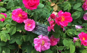 Jeste li znali da u Zemaljskom muzeju BiH raste ruža iz vremena kralja Tvrtka I? Ovo je njena priča