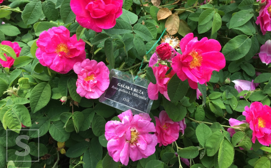 Jeste li znali da u Zemaljskom muzeju BiH raste ruža iz vremena kralja Tvrtka I? Ovo je njena priča