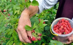 Zaboravite na sirće: Maline ćete najbolje oprati uz ovu kombinaciju, prljavština nestaje u trenu