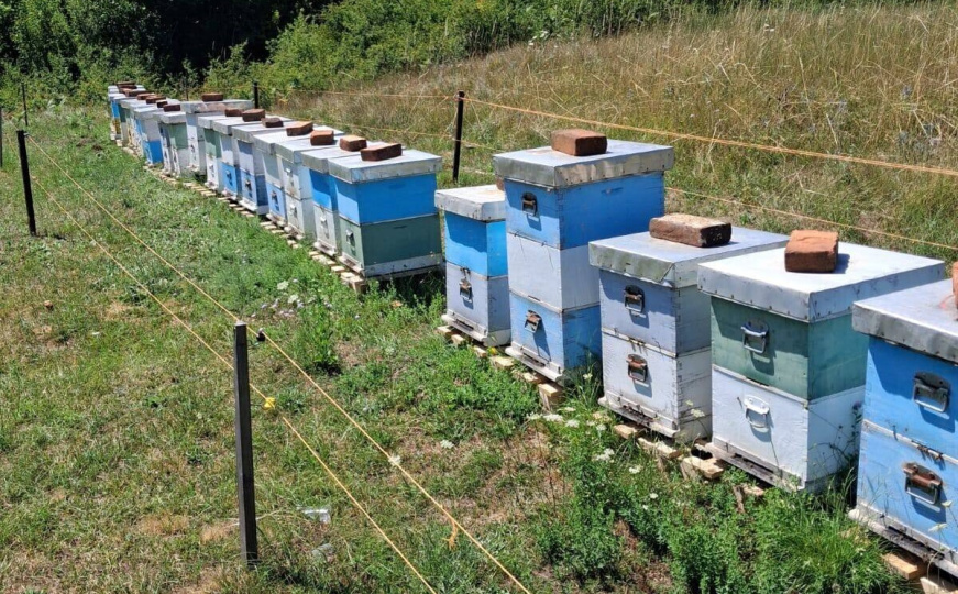 Drska krađa, laik to ne bi znao učiniti: Nestalo 100 kg meda i cijele košnice