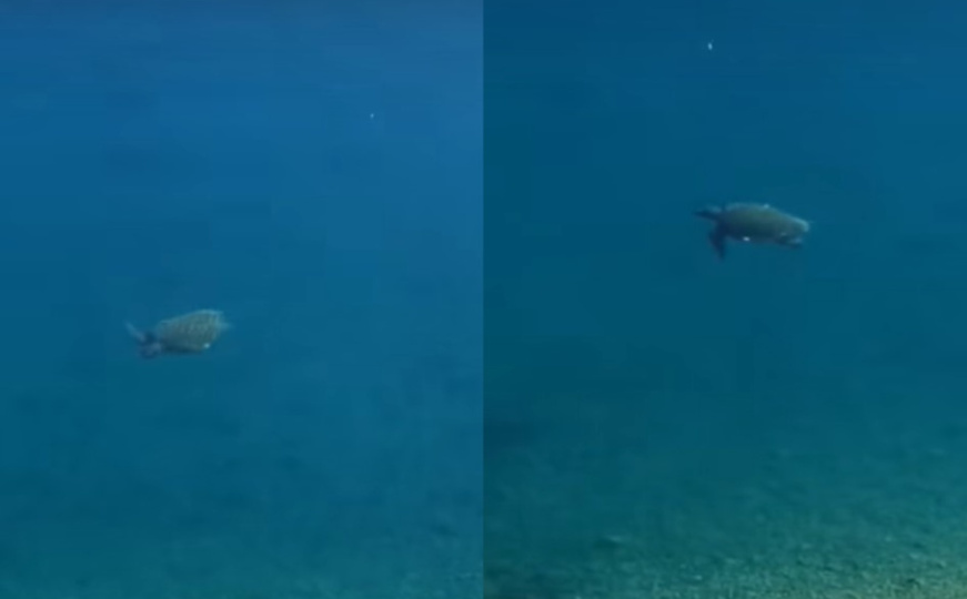 Ljepotica iz dubina: Morska kornjača snimljena u Neumu, oduševila posjetitelje