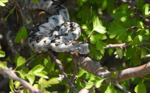 Planinar u Hrvatskoj imao bliski susret s poskokom: Na ovo morate obratiti pažnju