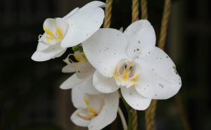 Previše vode ubija orhideje: Ovaj trik može spasiti vaš cvijet ovog ljeta