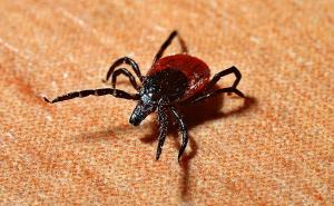 Ugriz koji ne boli, ali može biti koban: Evo kako prepoznati krpelja na vrijeme