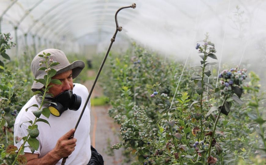Prirodni pesticidi mogu biti spas: Evo koje koristiti, a koje maksimalno izbjegavati