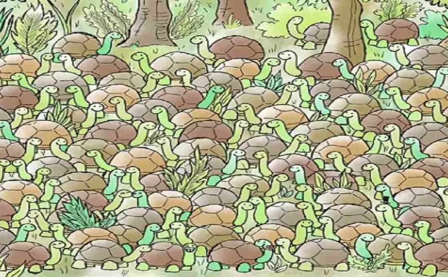 Baš je prepredena: Zmija se sakrila među kornjače, pronađite je za 10 sekundi