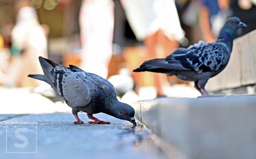 Za danas izdato narandžasto upozorenje zbog velikih vrućina: Temperature do 39 stepeni