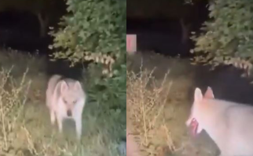 Mještani u bh. susjedstvu zabrinuti: Vuk snimljen kako izlazi iz šume i prilazi vozilu