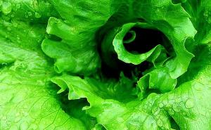 Nije sve izgubljeno: Evo kako možete spasiti uvele listove salate