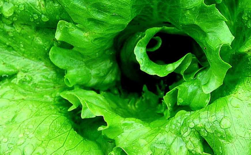 Nije sve izgubljeno: Evo kako možete spasiti uvele listove salate