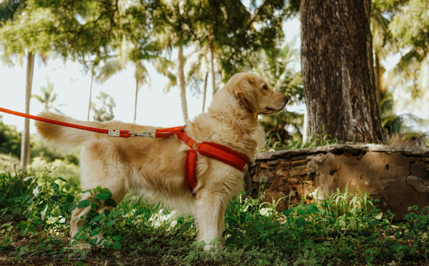 Odgovor za sve vlasnike pasa: Kada je prevruće da svog ljubimca vodite u šetnju?