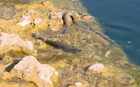 'Akcija' u Neretvi: Pogledajte kako zmija lovi svoj plijen