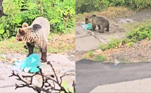 Hrvatska: Medvjed već mjesec dana silazi u grad po hranu, građani u strahu