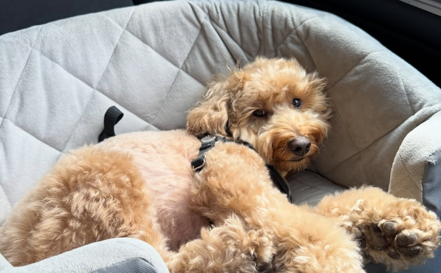 Pas koji je osvojio Instagram: Video s nevjerojatnim pozama spavanja postao hit na mrežama