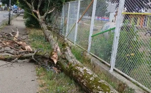 Izbjegnuta tragedija: Srušilo se drvo kod vrtića u Banjoj Luci, zakačilo ženu