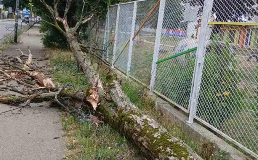 Izbjegnuta tragedija: Srušilo se drvo kod vrtića u Banjoj Luci, zakačilo ženu
