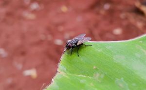 Odbijte muhe iz doma na prirodan način: Sve što trebate je ovo povrće