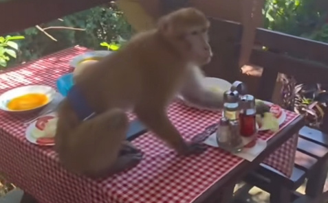 Snimak izazvao brojne komentare: Majmun upao u restoran u Crnoj Gori i pojeo ručak turistima