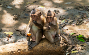 Kontroverza u Nürnbergu: Zoološki vrt usmrtio 12 pavijana zbog nedostatka prostora