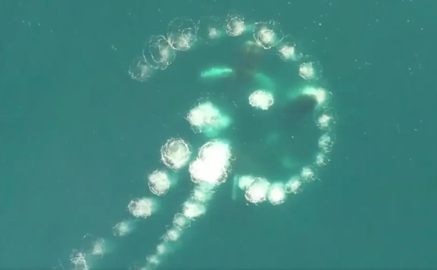 Ako primijetite ovu pojavu u moru, odmah napustite to područje: Plivajte što dalje!